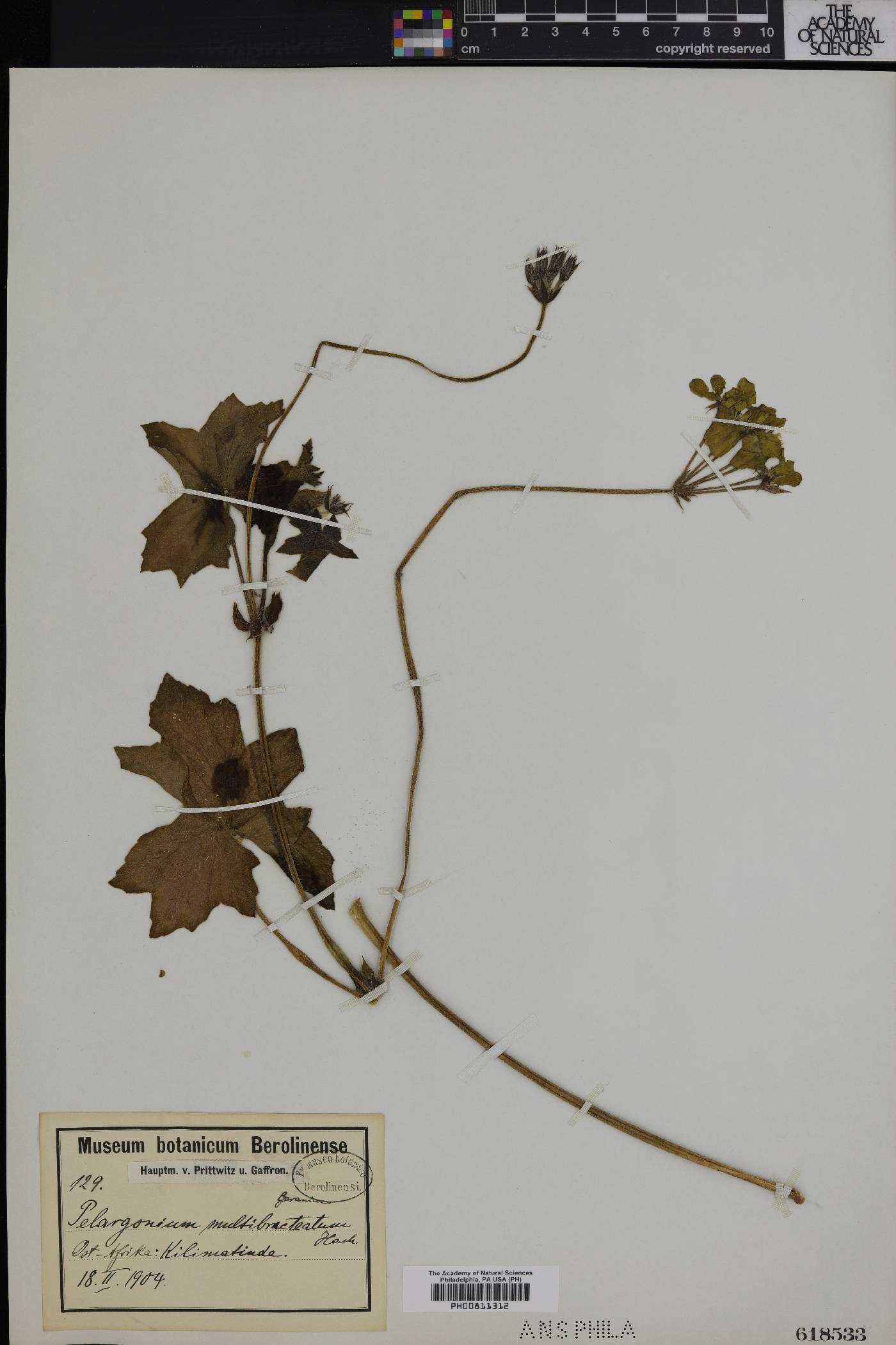 Pelargonium multibracteatum image