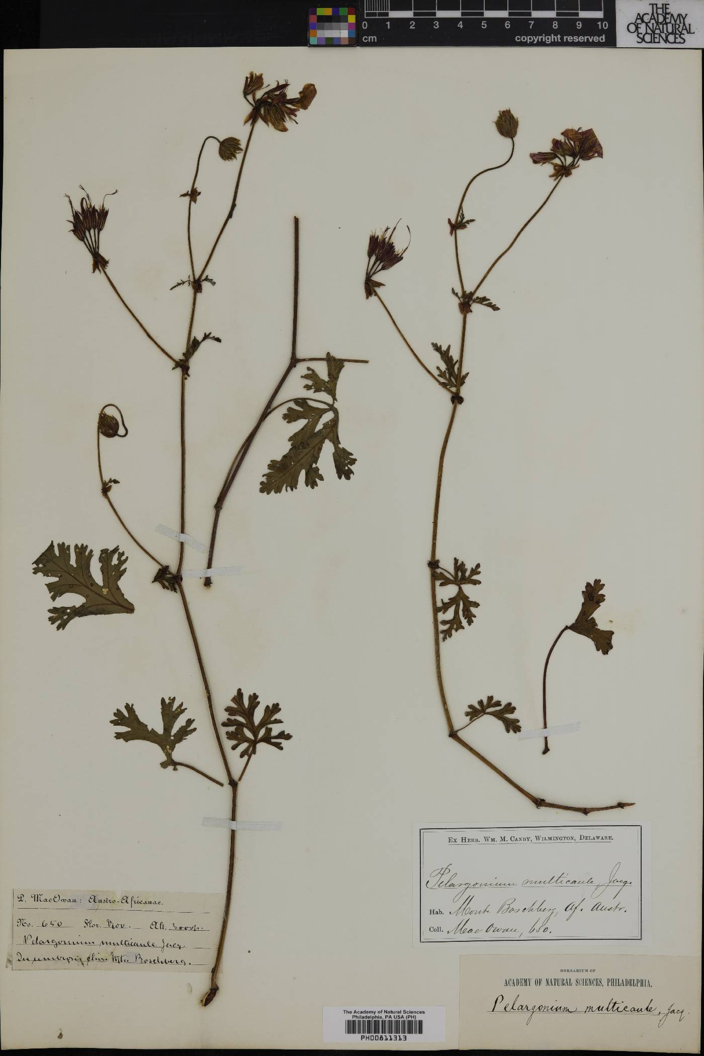 Pelargonium multicaule image