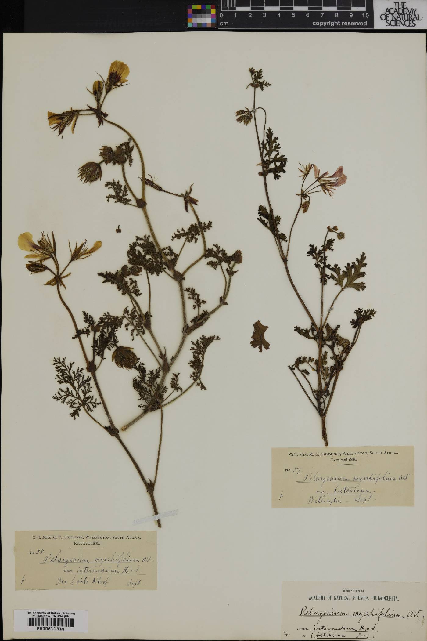 Pelargonium myrrhifolium image