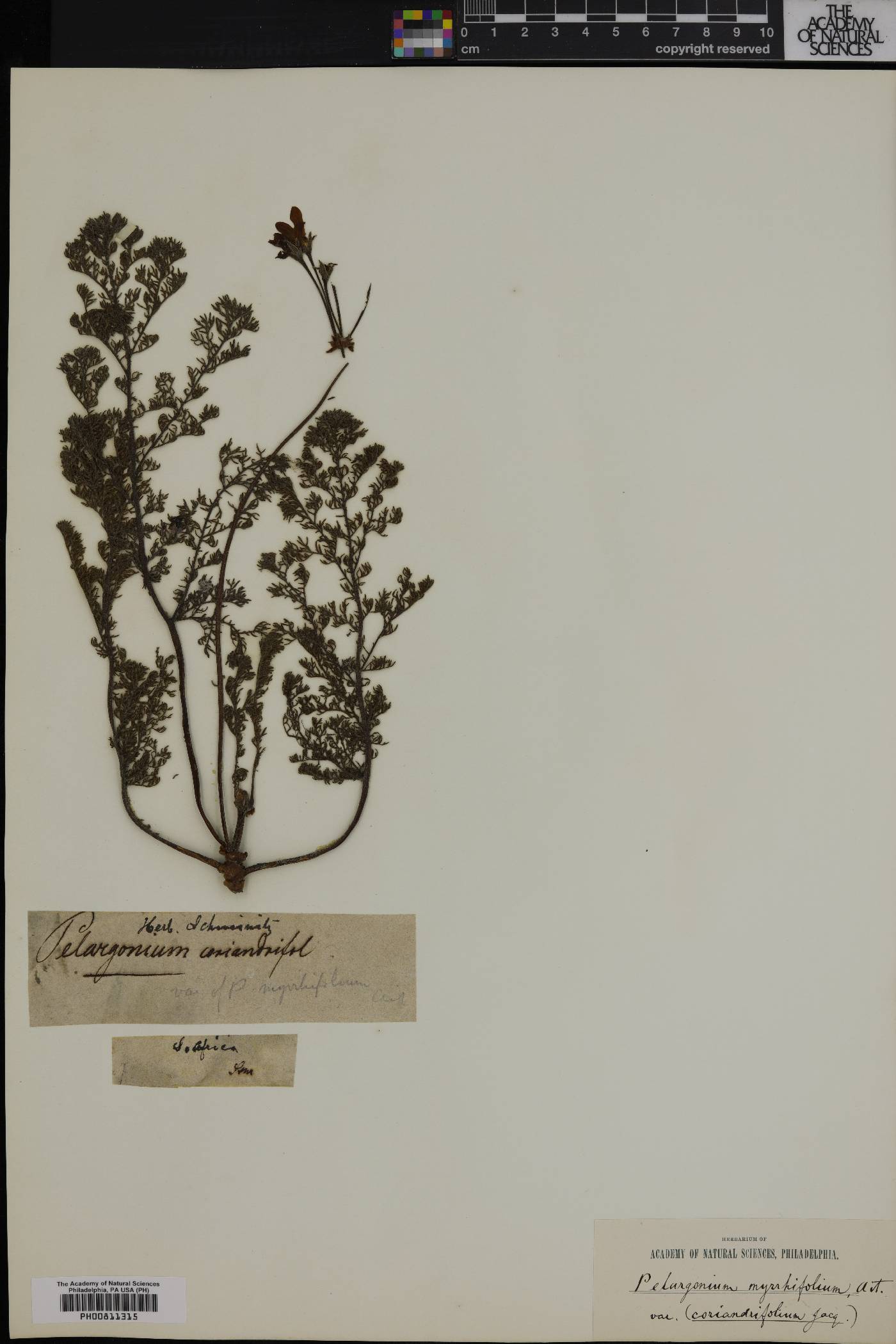 Pelargonium myrrhifolium image