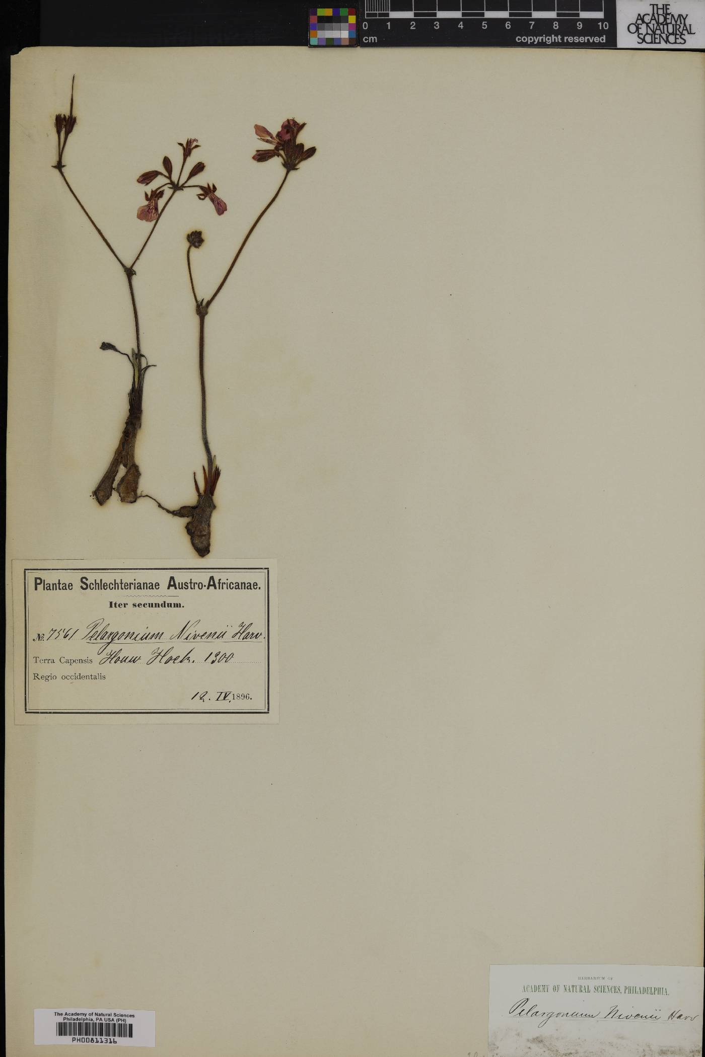 Pelargonium dipetalum image