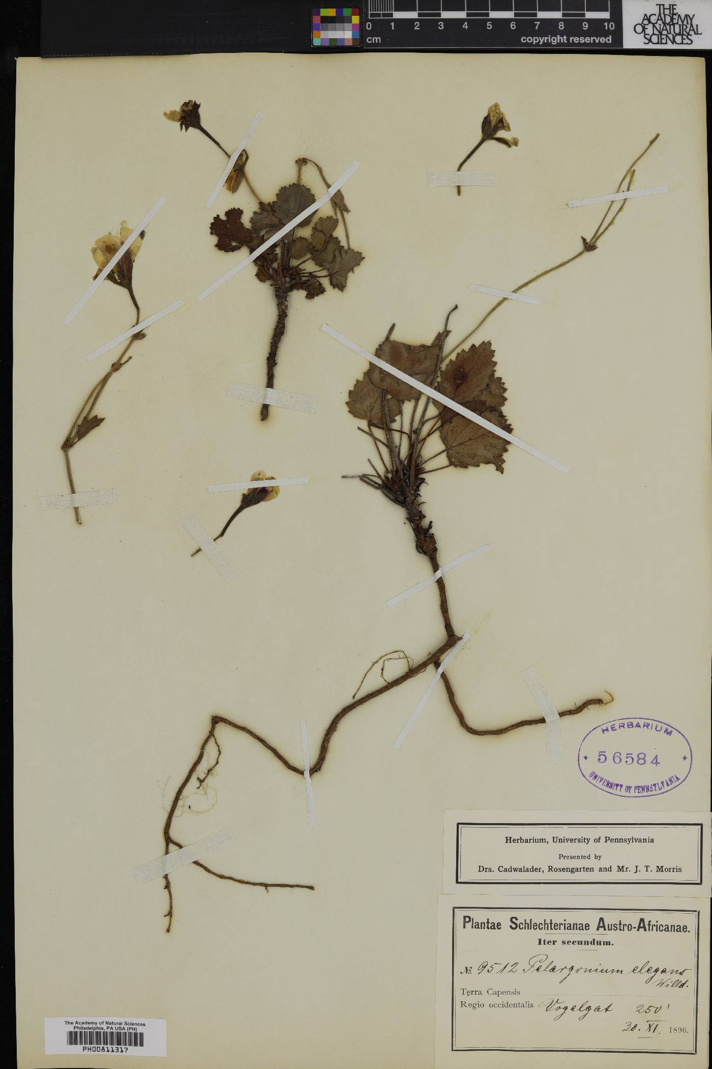 Pelargonium elegans image