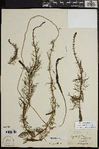 Myriophyllum verticillatum image