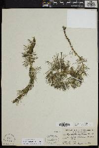 Myriophyllum verticillatum image