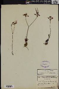 Pelargonium dipetalum image