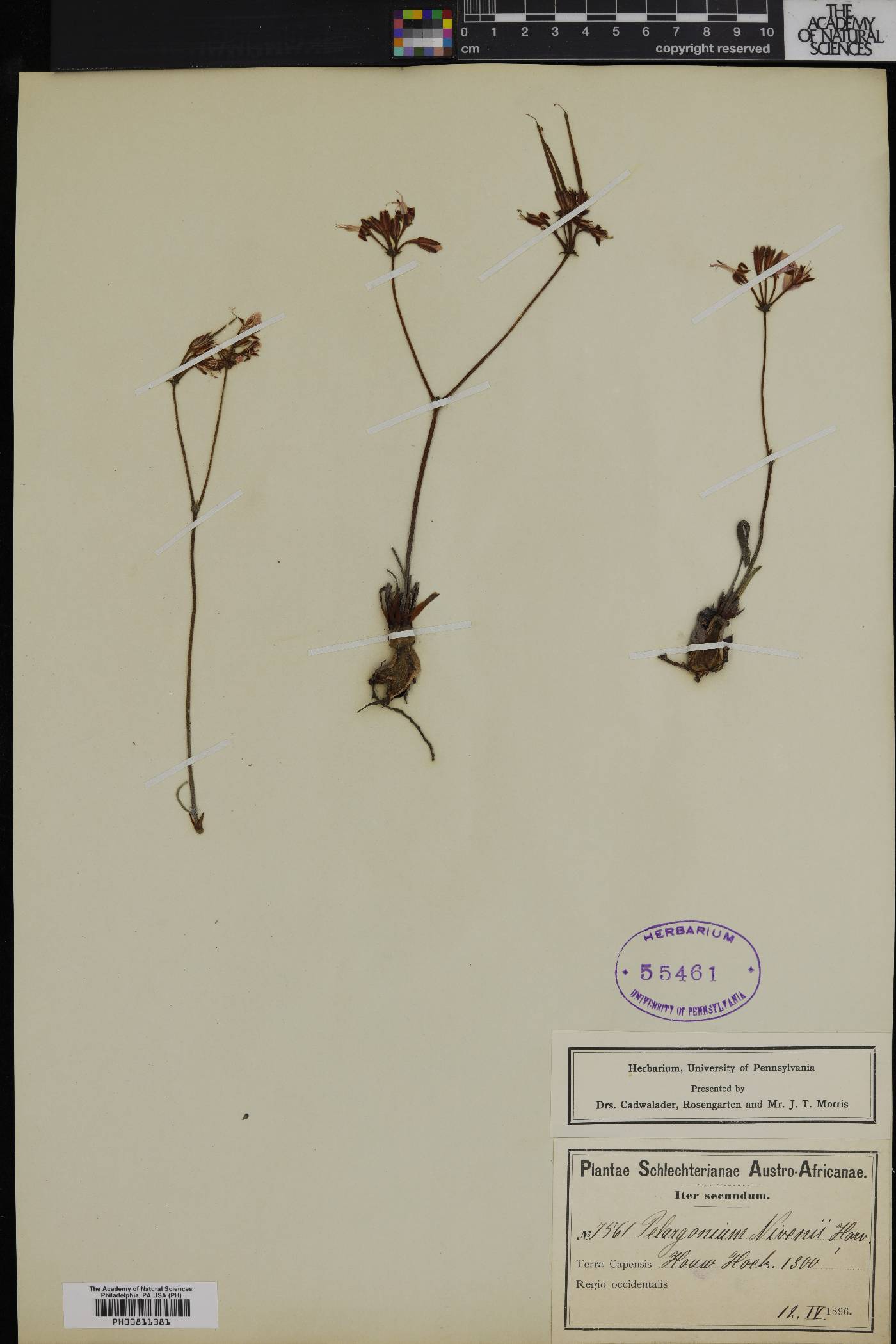 Pelargonium dipetalum image