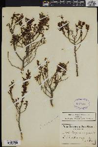 Image of Pelargonium hermanniifolium