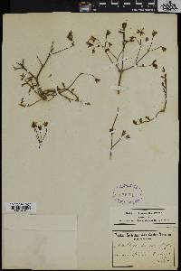 Pelargonium crithmifolium image