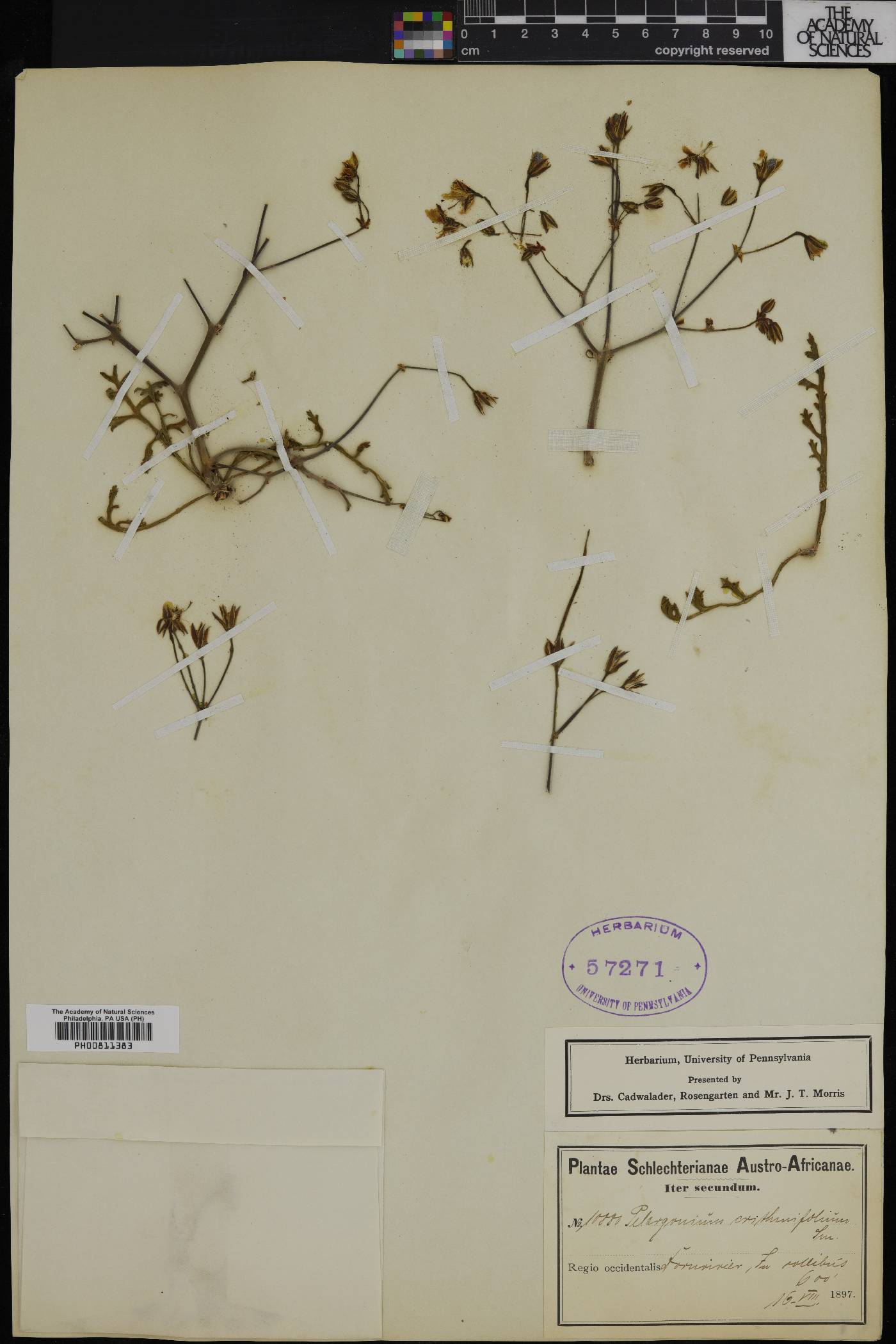 Pelargonium crithmifolium image