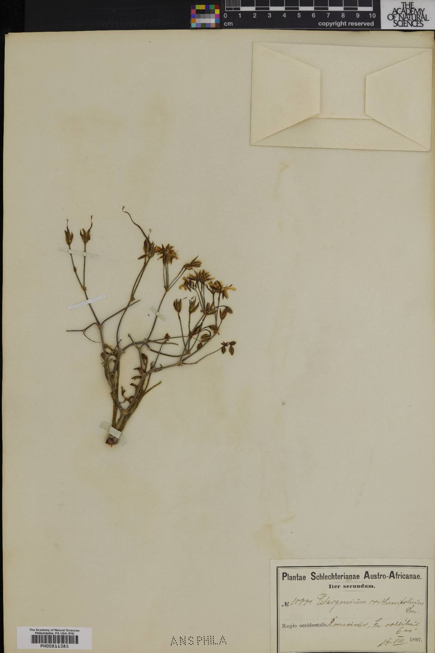 Pelargonium crithmifolium image