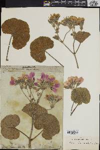 Image of Pelargonium cucullatum