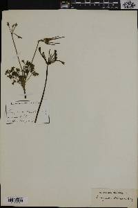 Pelargonium aridum image