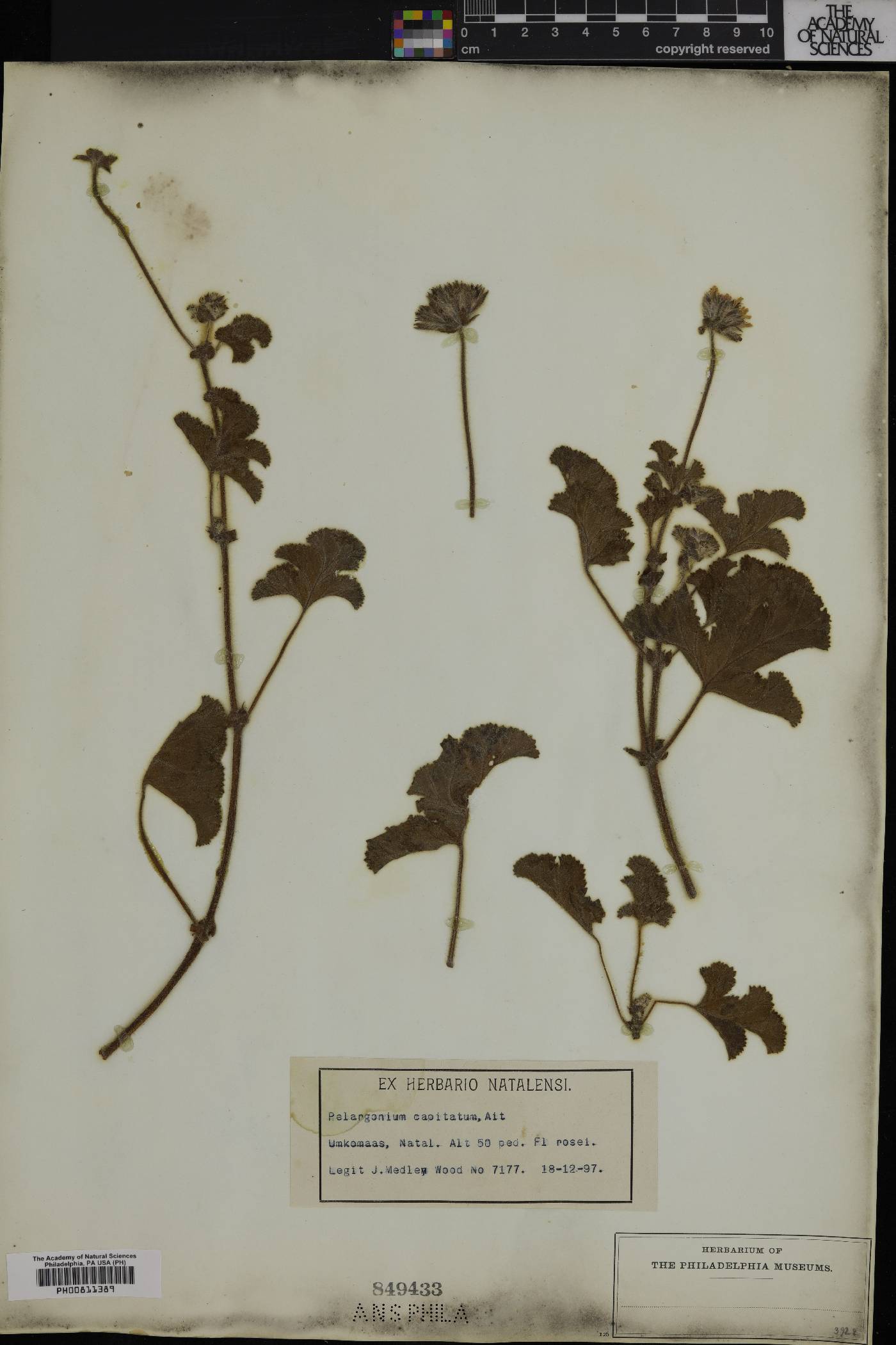 Pelargonium capitatum image