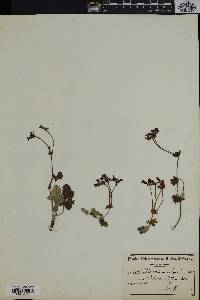 Pelargonium echinatum image
