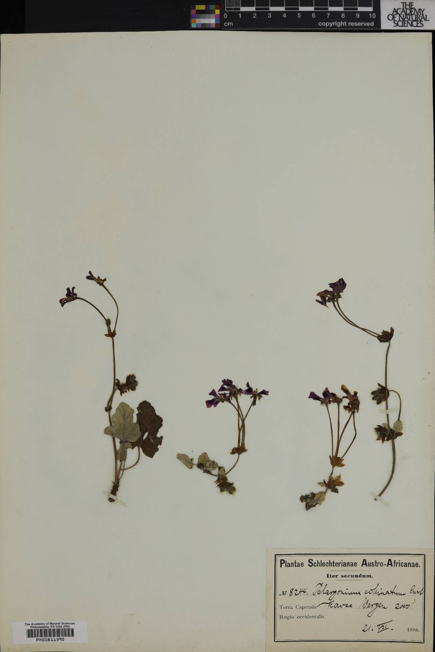 Pelargonium echinatum image