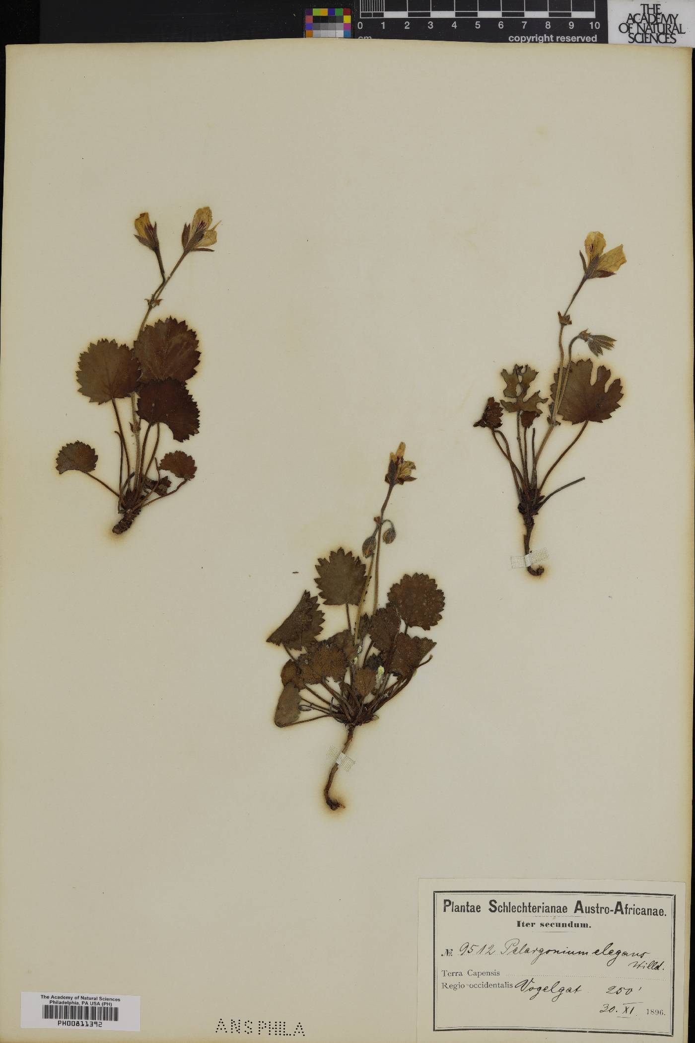 Pelargonium elegans image