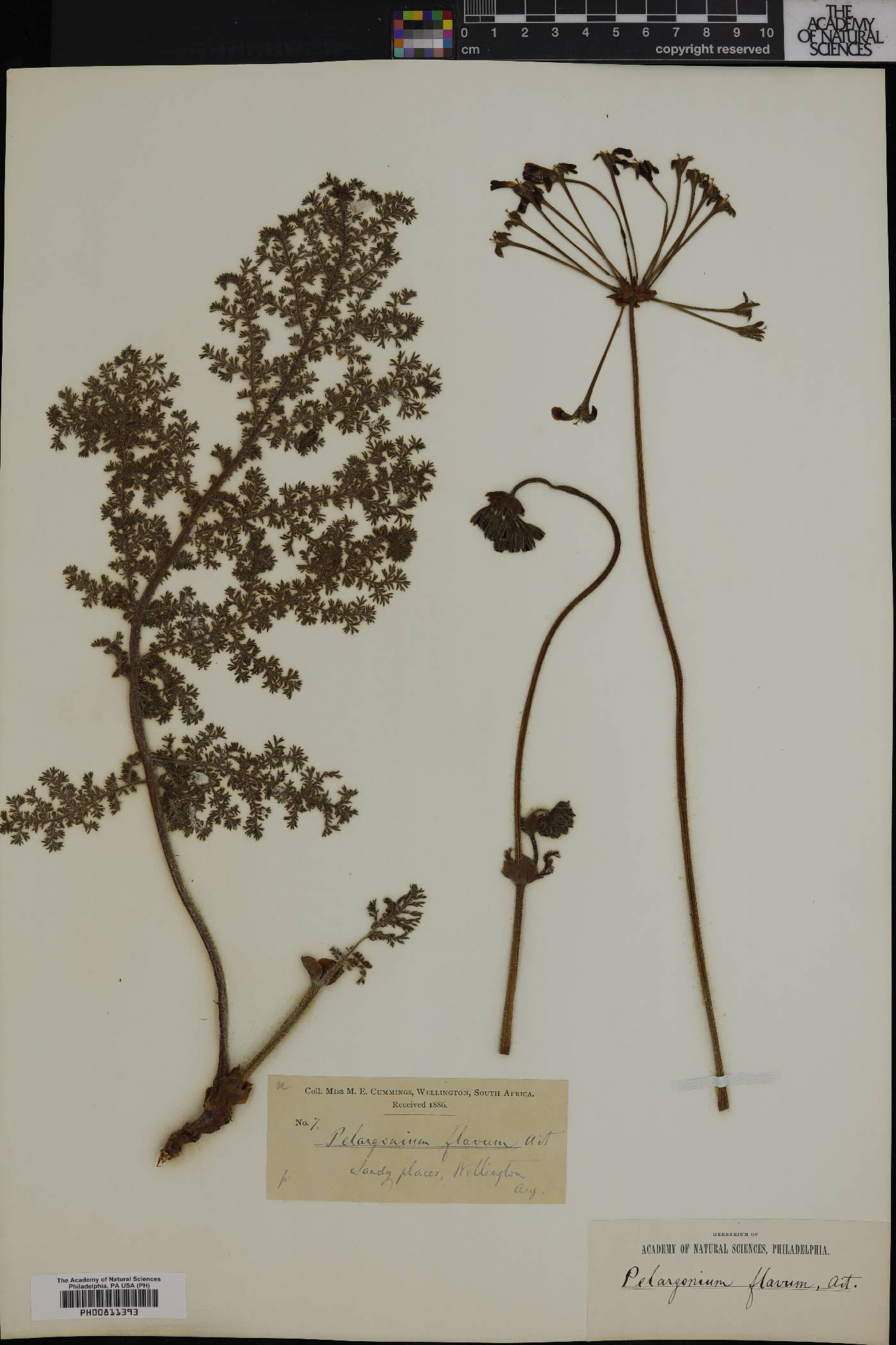 Pelargonium triste image