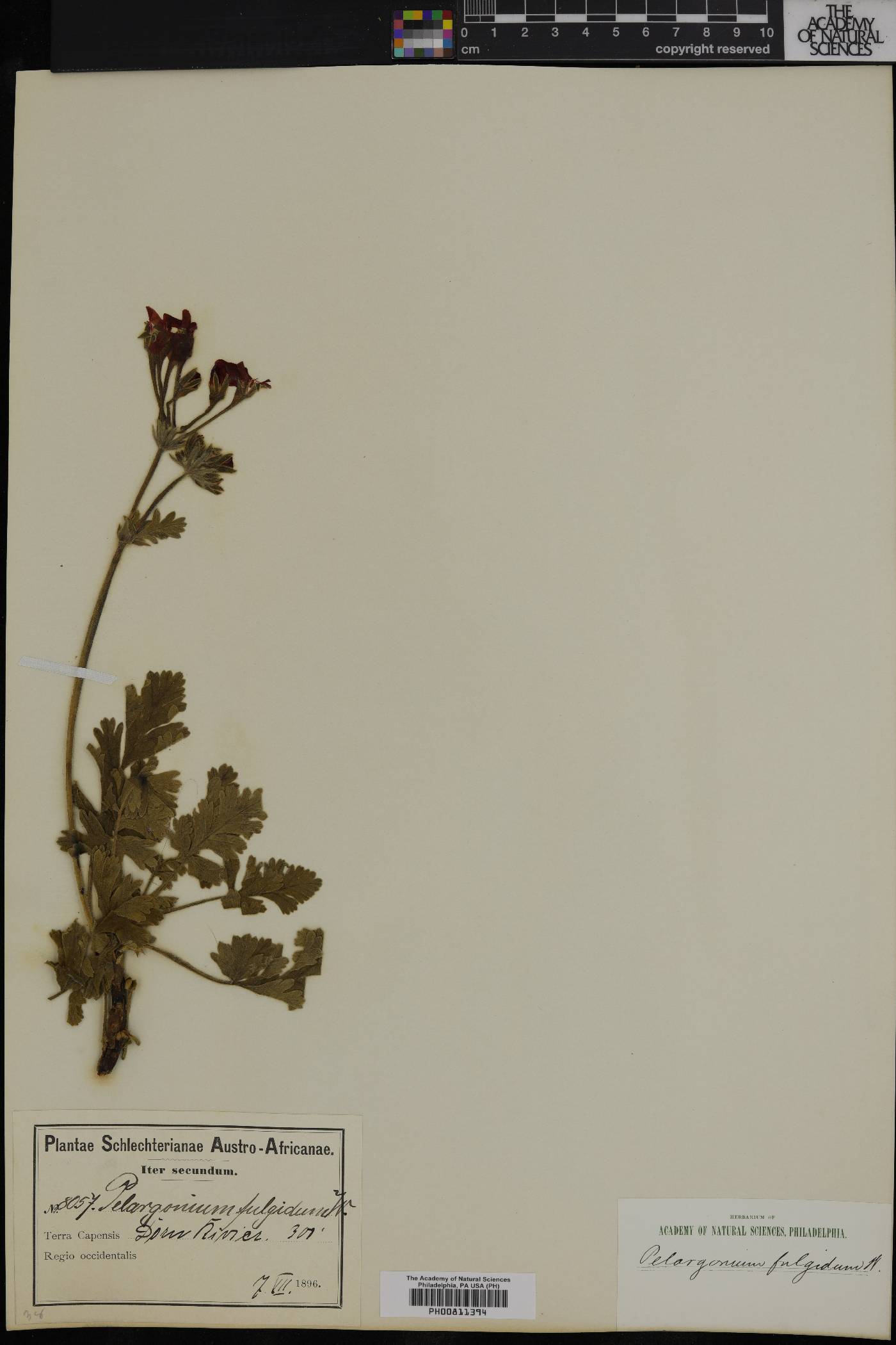 Pelargonium fulgidum image