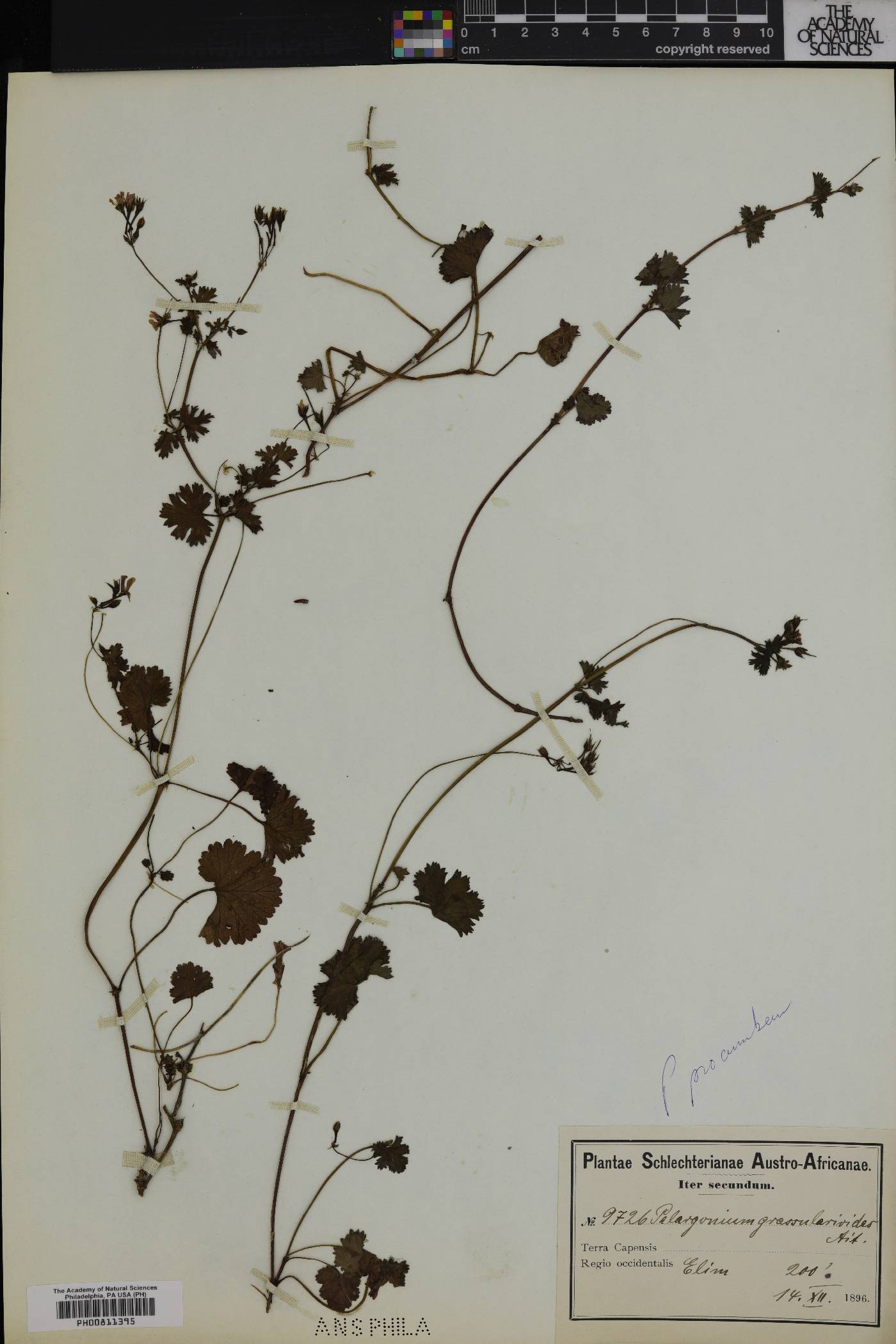 Pelargonium nanum image