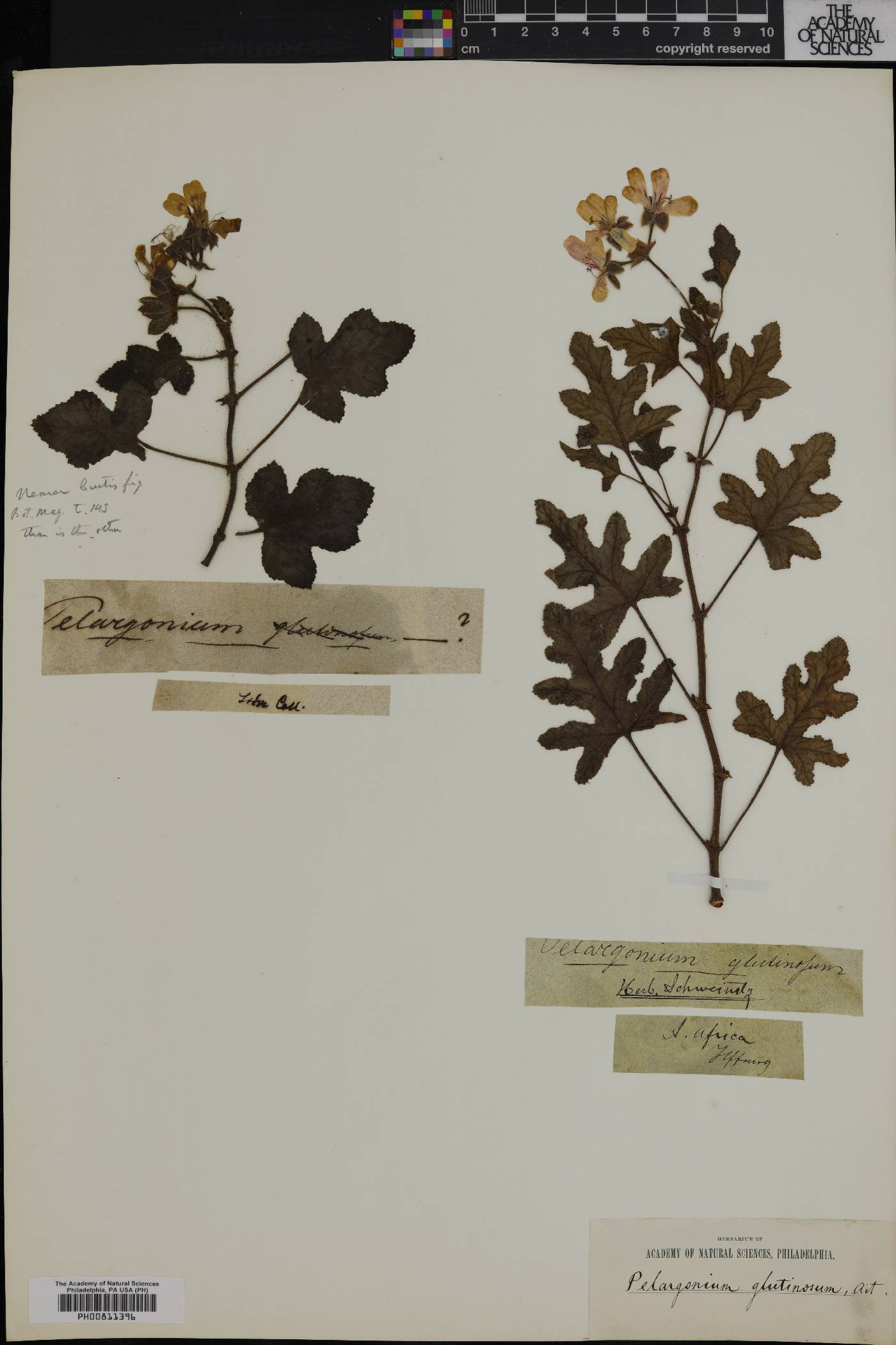 Pelargonium glutinosum image