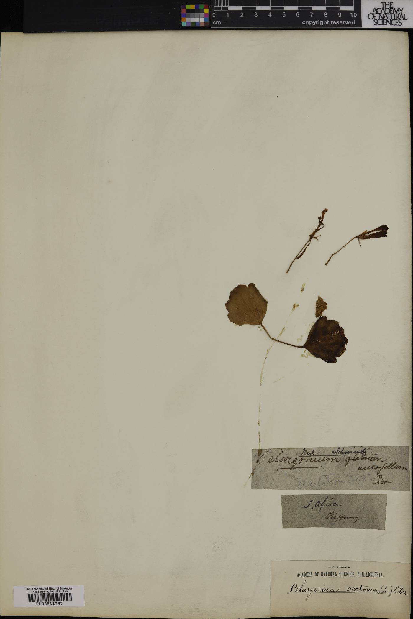 Pelargonium acetosum image