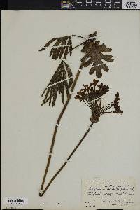 Pelargonium luridum image