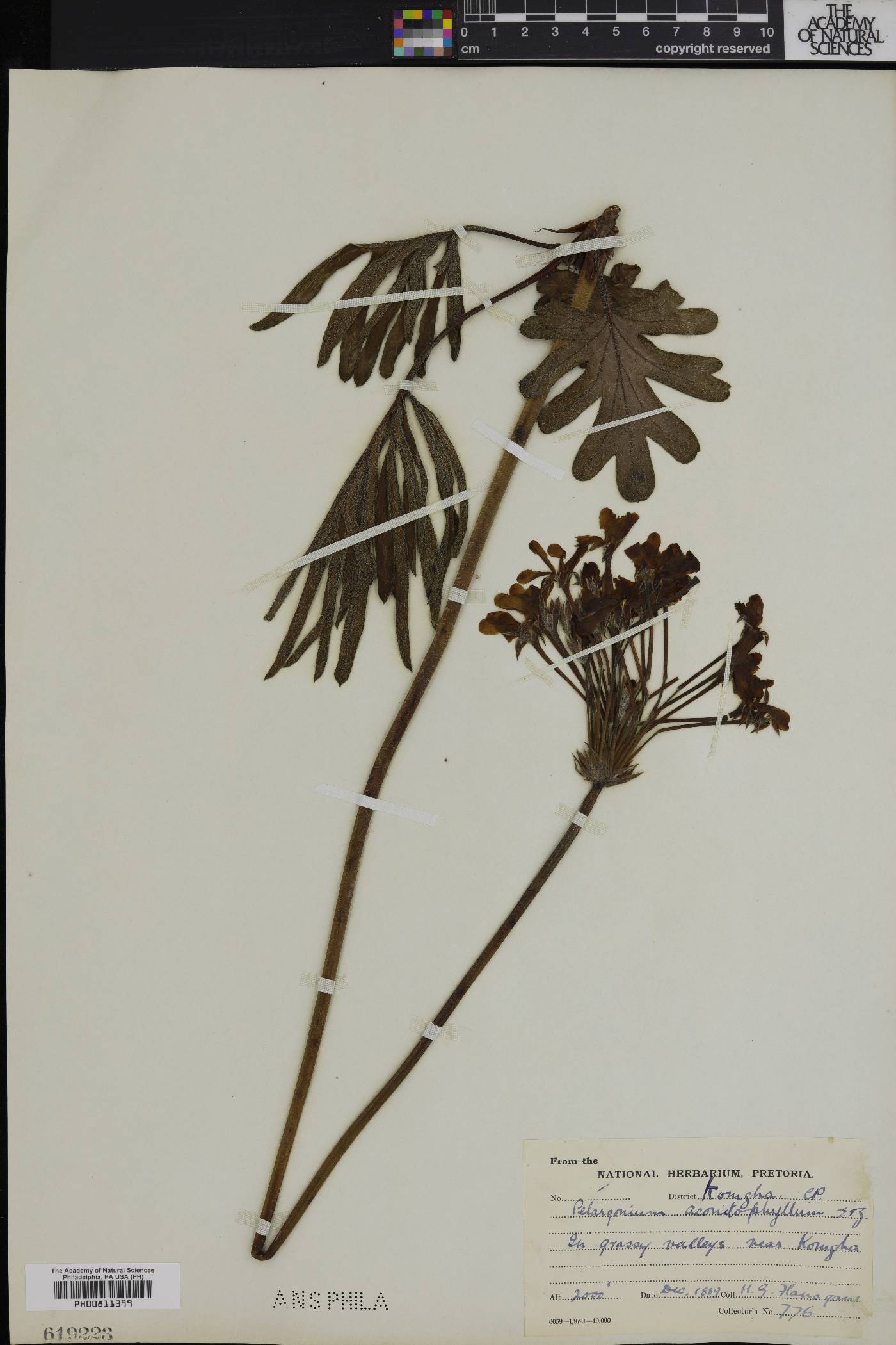 Pelargonium luridum image