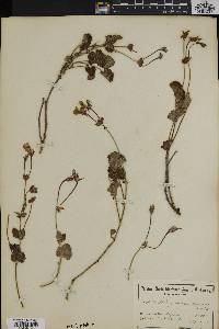 Pelargonium alpinum image