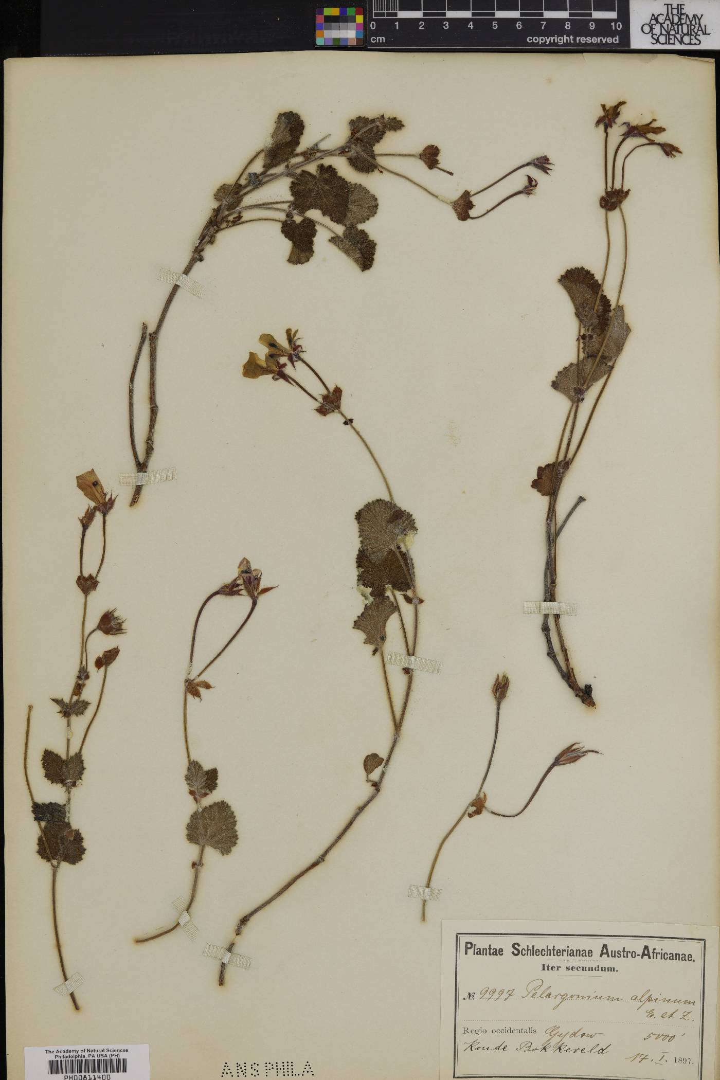 Pelargonium alpinum image
