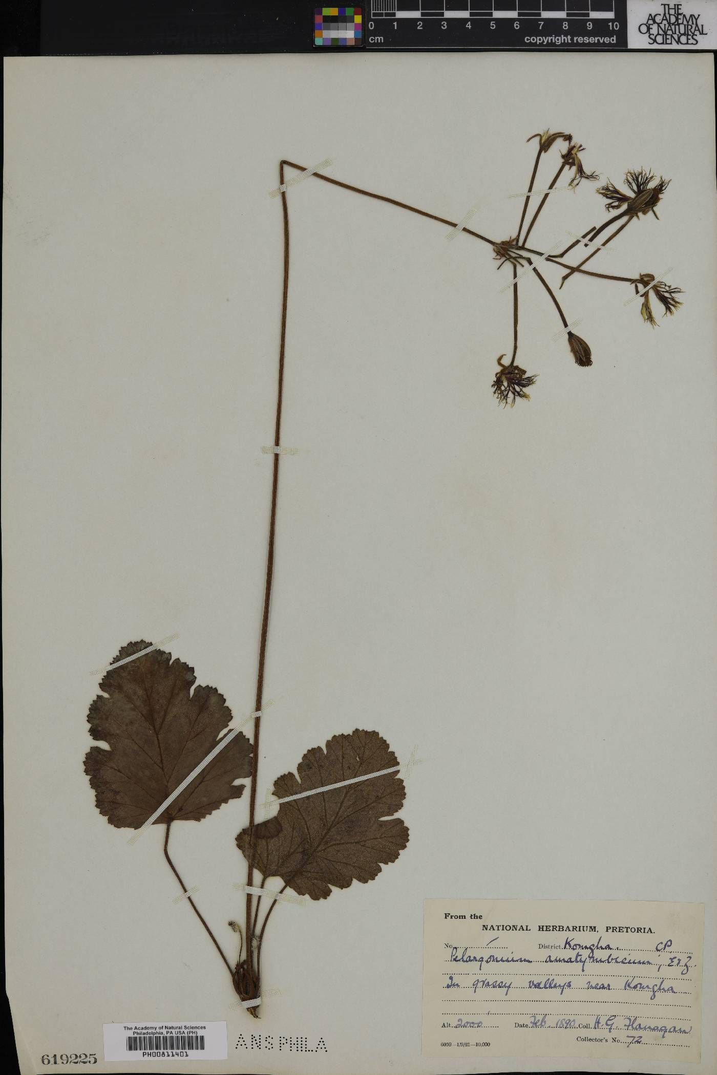 Pelargonium schizopetalum image