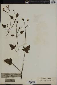 Pelargonium cucullatum image