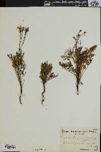 Image of Pelargonium artemisiifolium