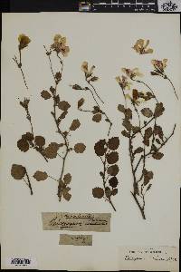 Pelargonium betulinum image