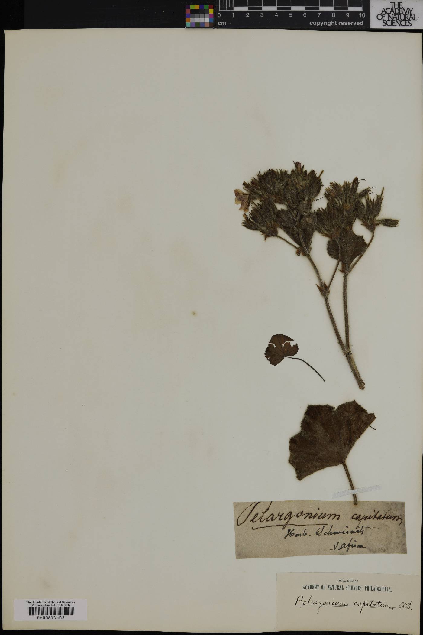 Pelargonium capitatum image