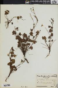 Pelargonium setulosum image