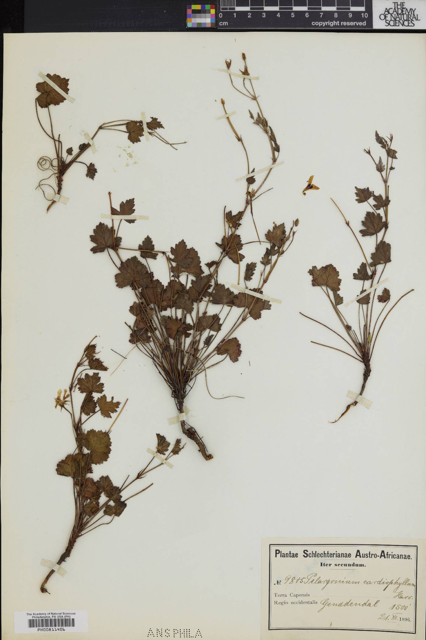 Pelargonium setulosum image