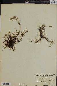 Image of Pelargonium chamaedryfolium