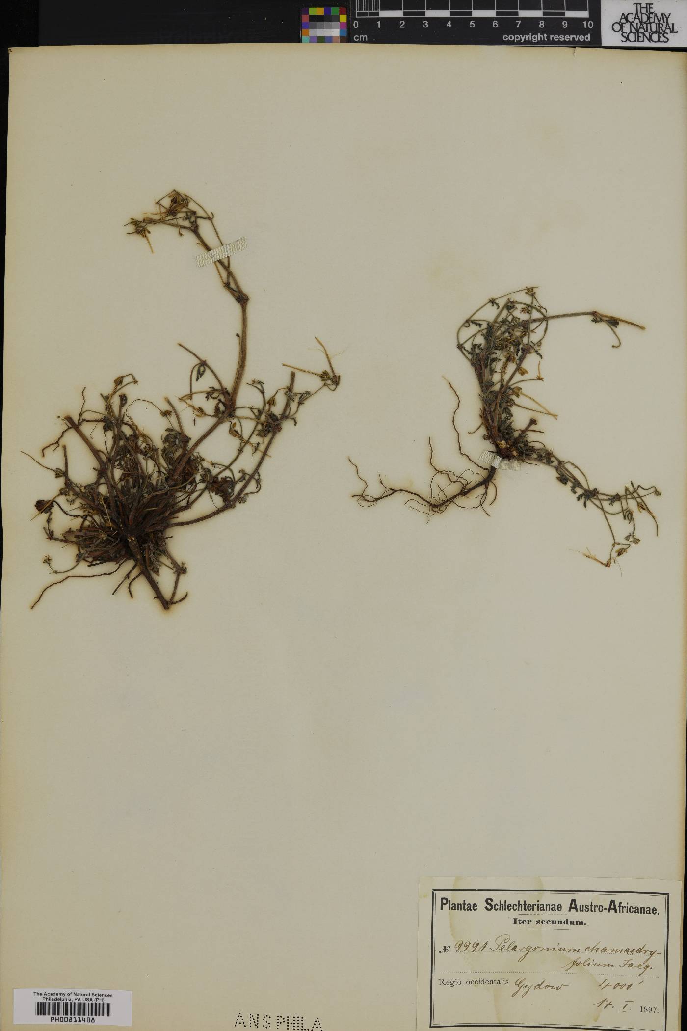 Pelargonium chamaedryfolium image