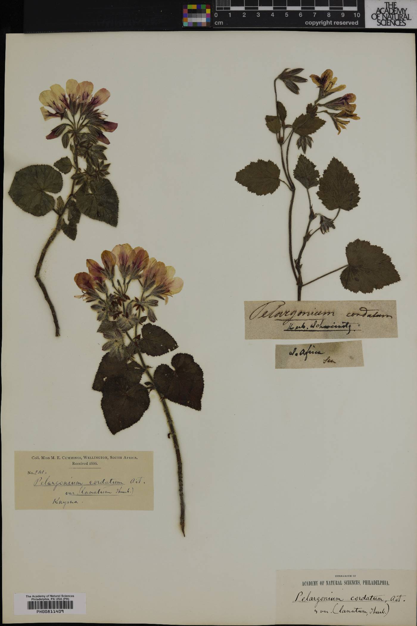 Pelargonium cordifolium image