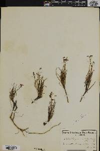 Image of Pelargonium coronopifolium