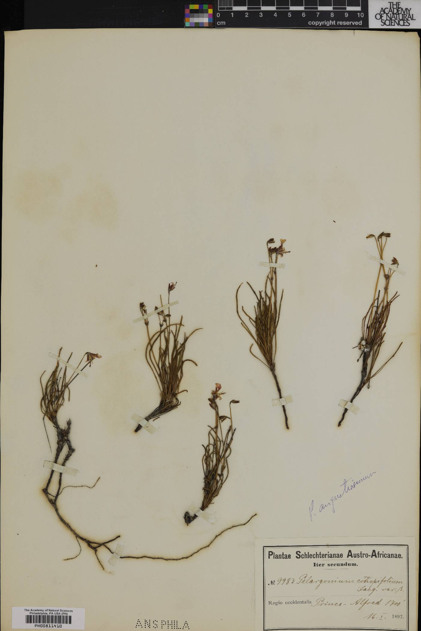 Pelargonium coronopifolium image