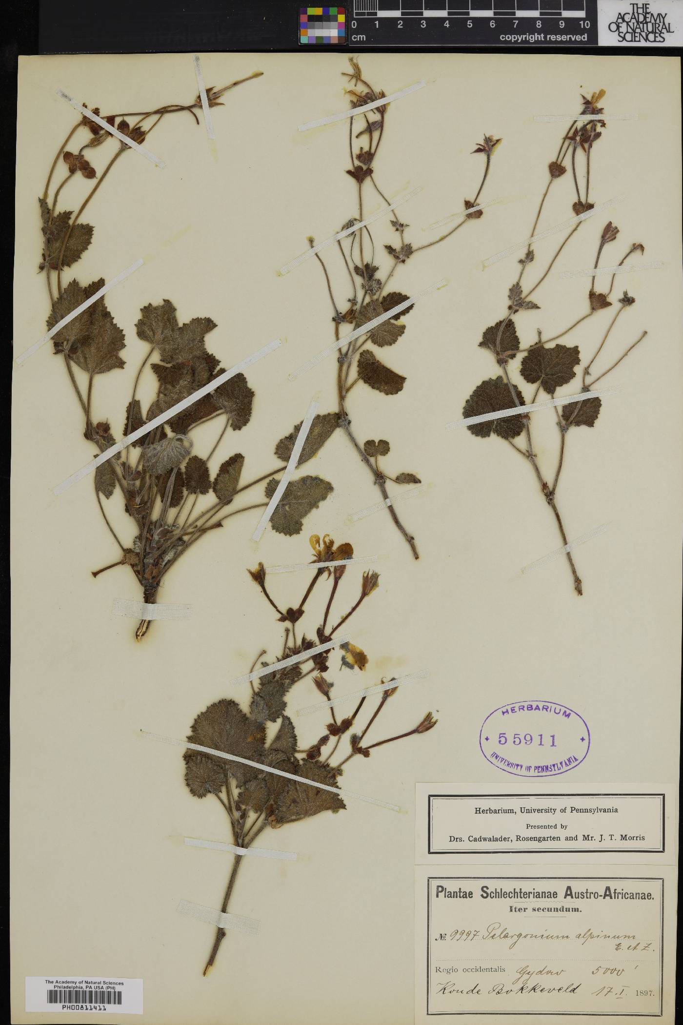 Pelargonium alpinum image