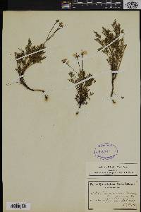 Pelargonium artemisiifolium image
