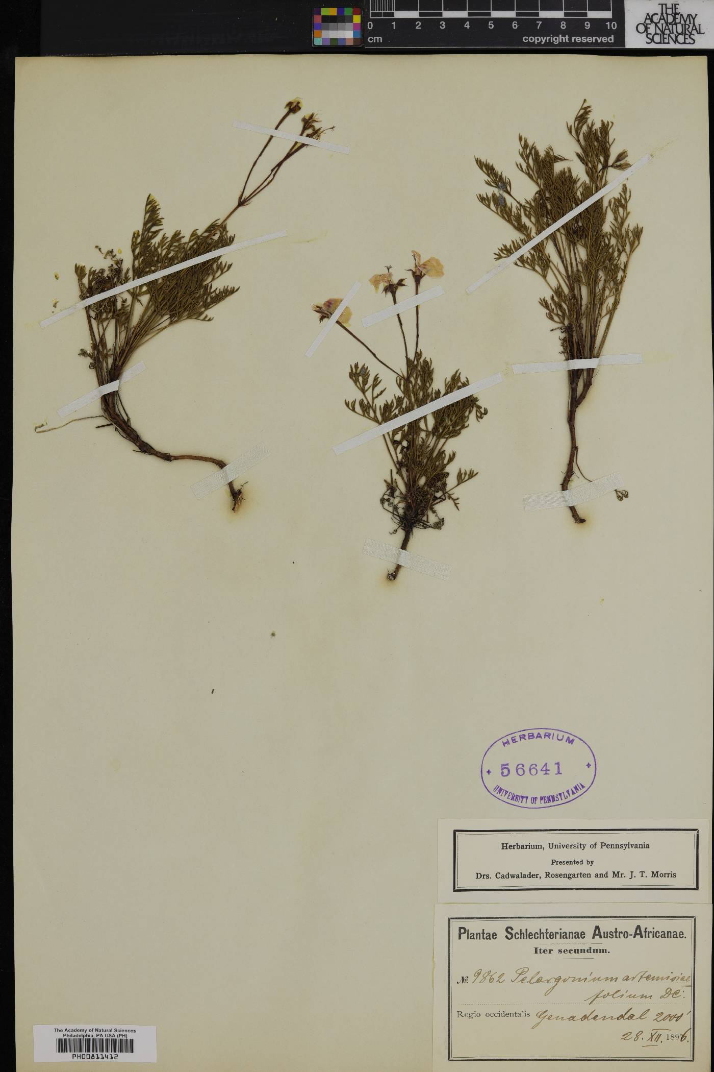 Pelargonium artemisiifolium image