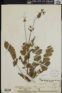 Pelargonium pulchellum image