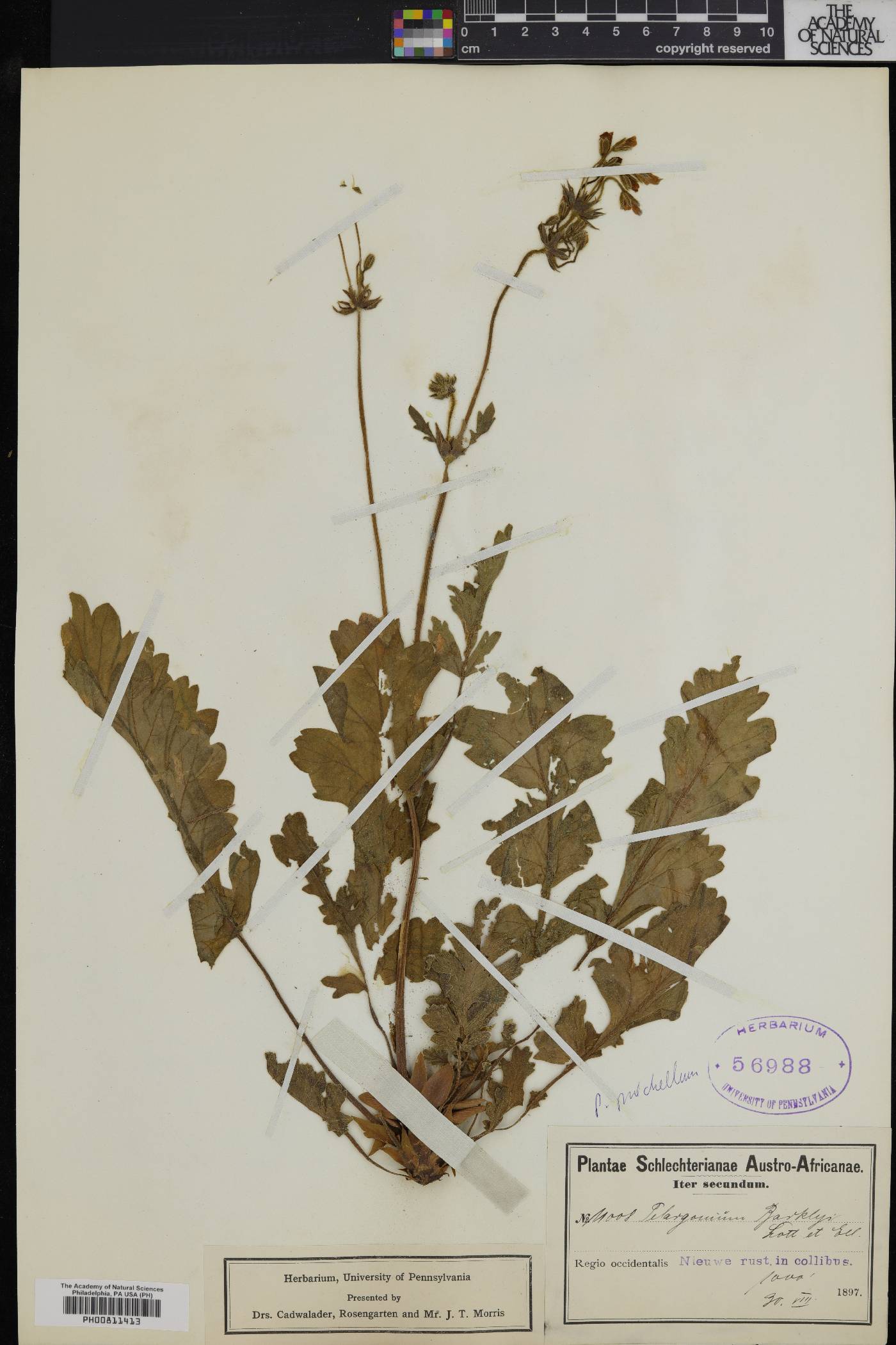 Pelargonium pulchellum image