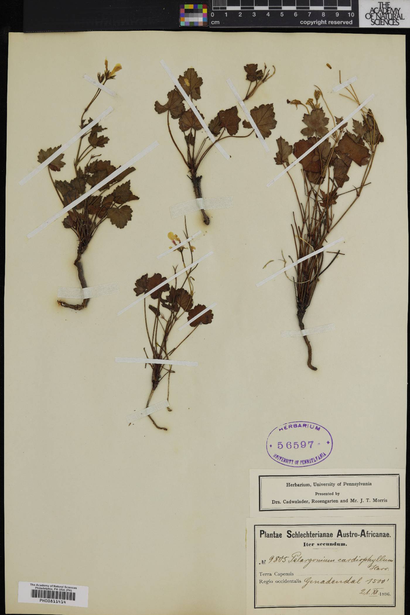 Pelargonium setulosum image