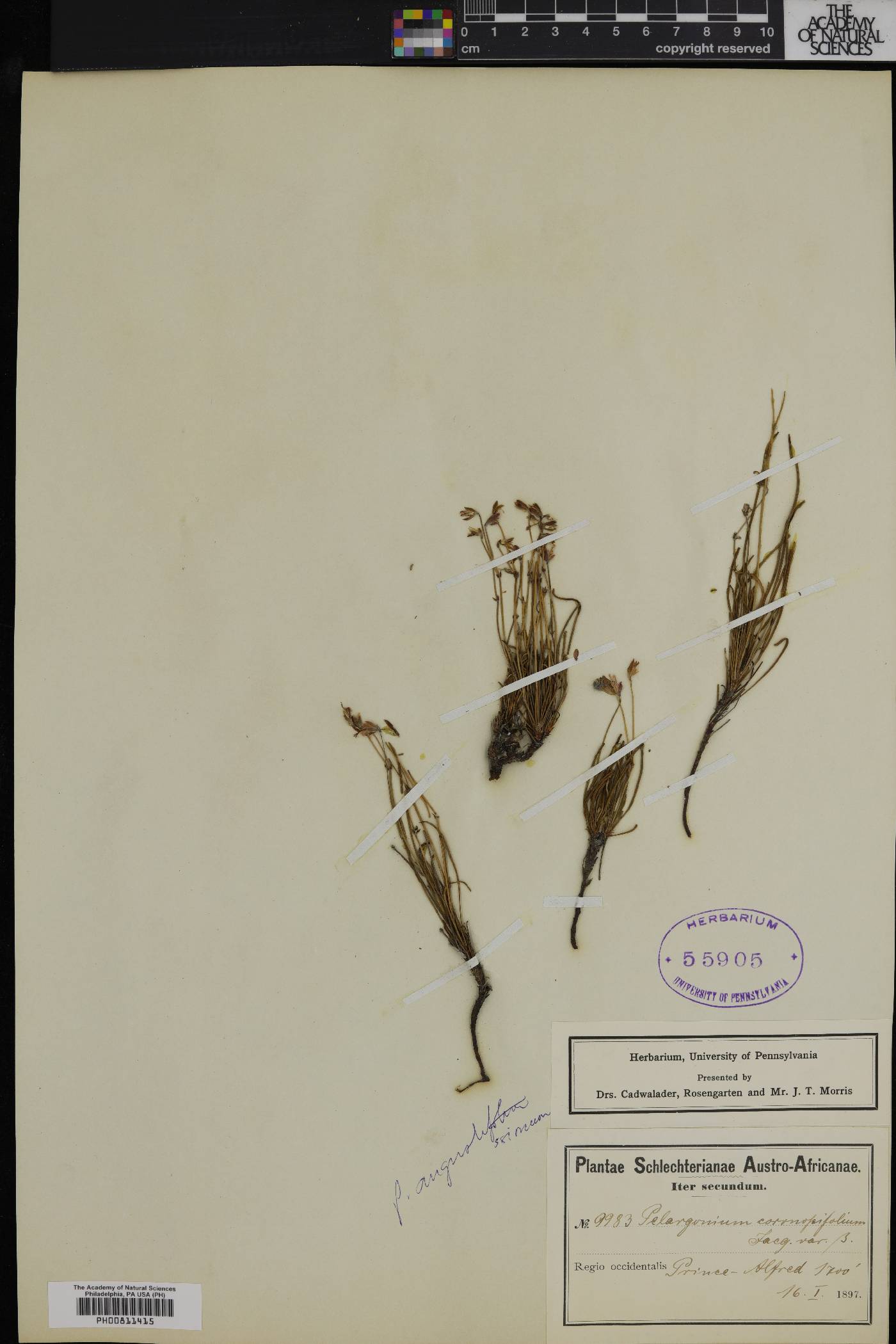 Pelargonium coronopifolium image
