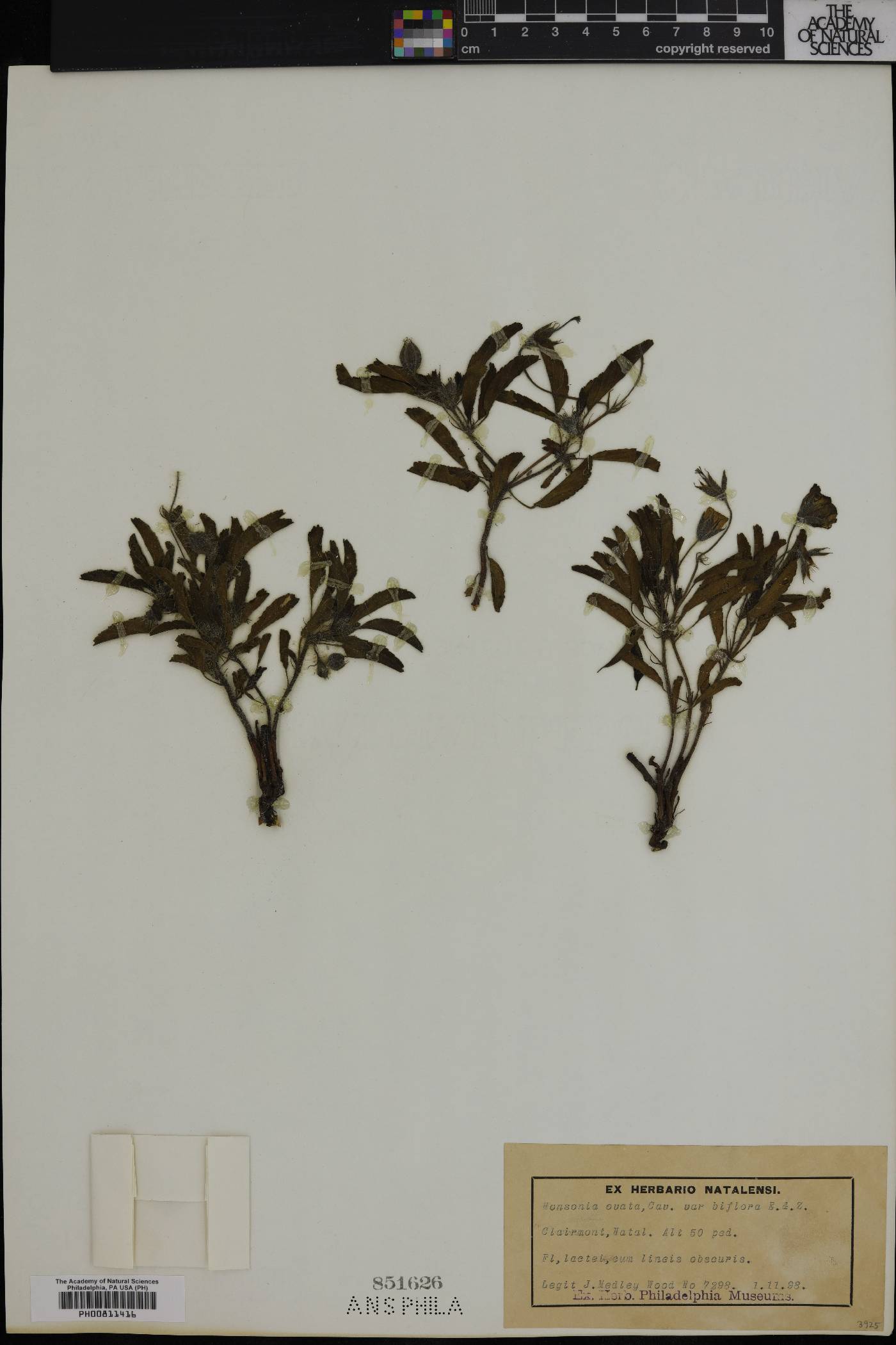 Monsonia emarginata image