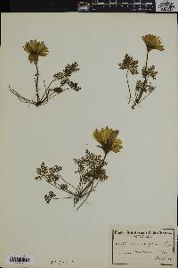Monsonia speciosa image